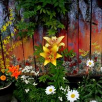 belle décoration de la banlieue avec des fleurs photo