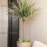 the idea of bright design pots picture