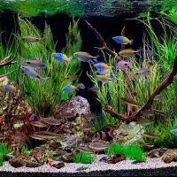 idea of unusual decoration of a home aquarium picture