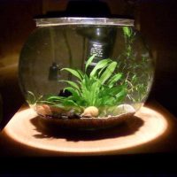 the idea of a beautiful aquarium design photo