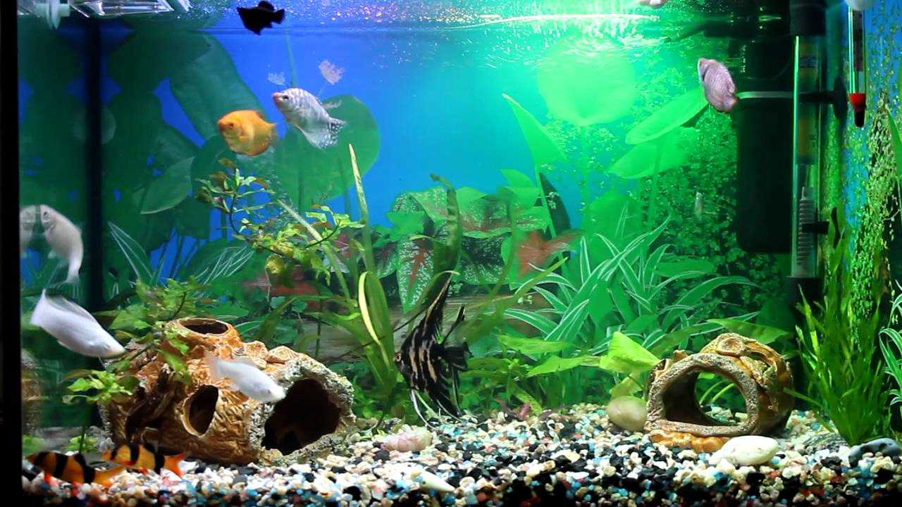 the idea of unusual decoration of a home aquarium