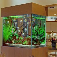 the idea of bright decoration aquarium picture