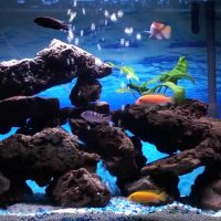 idea of bright decoration of the aquarium picture