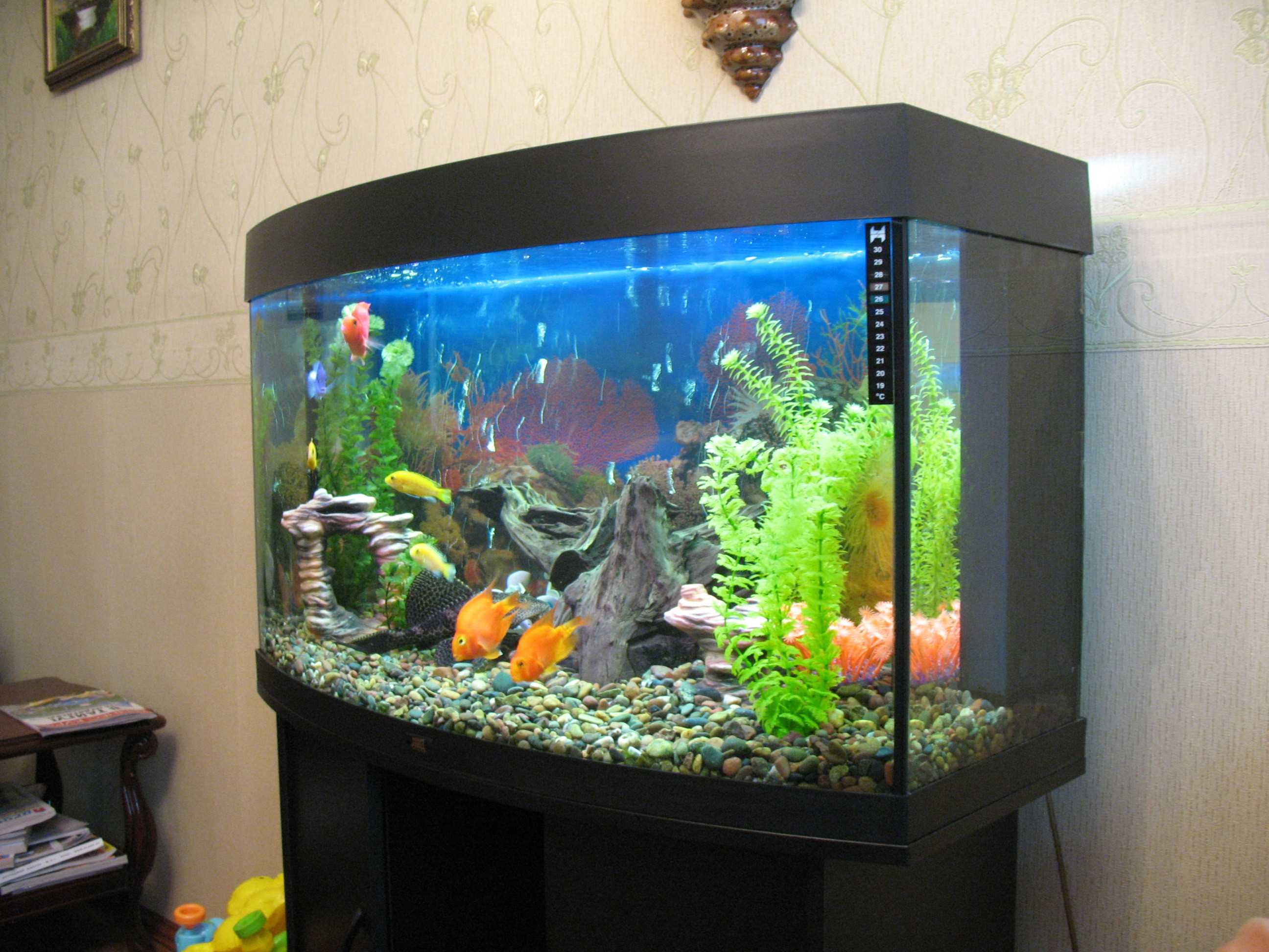 the idea of a beautiful home aquarium decoration