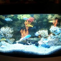 idea of unusual decoration of a home aquarium photo