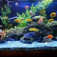 the idea of a beautiful decoration of a home aquarium photo