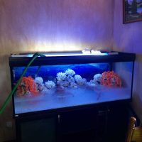 idea of original aquarium decoration photo