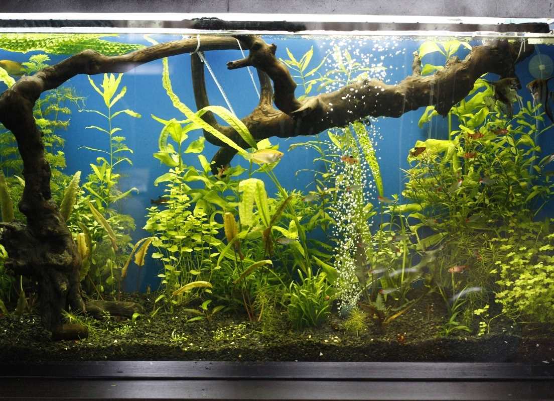 the idea of beautiful aquarium decoration