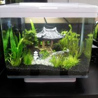 the idea of a beautiful decoration of the aquarium photo