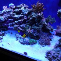 idea of unusual design of the aquarium picture