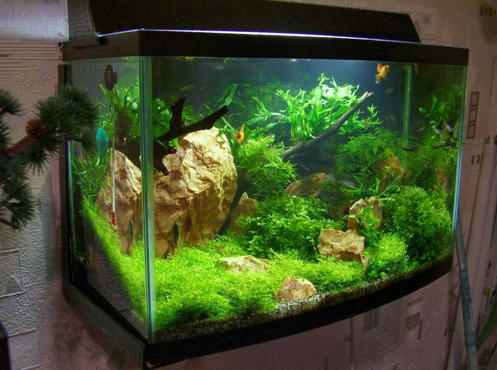 The idea of original home aquarium decoration