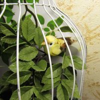 the idea of a beautiful style room with a decorative cage picture