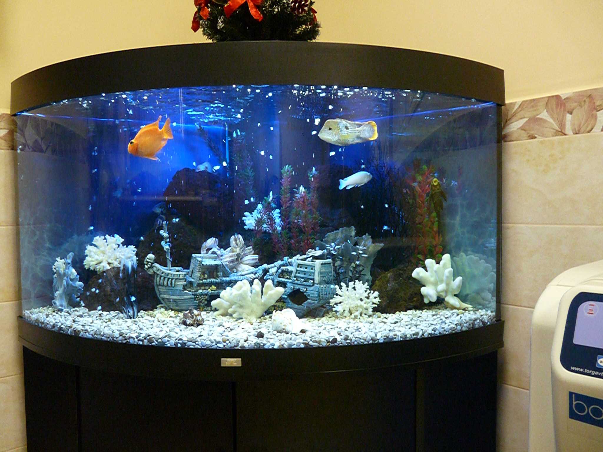 the idea of bright decoration of the aquarium