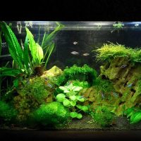 idea of unusual decoration of a home aquarium picture