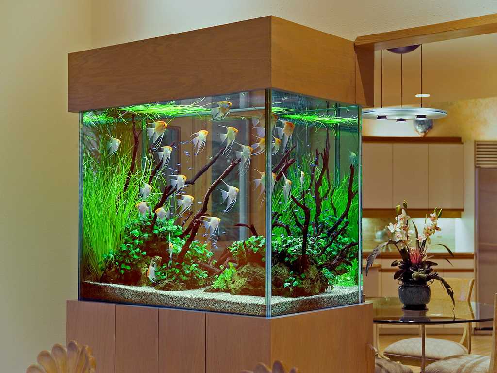 the idea of a beautiful home aquarium decoration