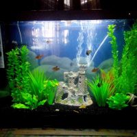 the idea of a beautiful aquarium decoration photo