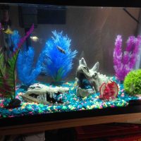 idea of bright decoration of a home aquarium photo