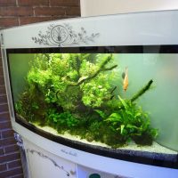 the idea of the original design of a home aquarium picture