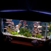 the idea of a beautiful aquarium design picture