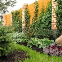 l'idée d'utiliser des plantes inhabituelles dans l'aménagement paysager de donner une photo