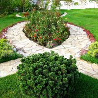 la possibilité d'utiliser des plantes lumineuses dans l'aménagement paysager de la maison photo