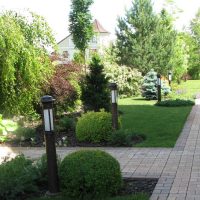 la possibilité d'utiliser des plantes lumineuses dans l'aménagement paysager de donner une photo