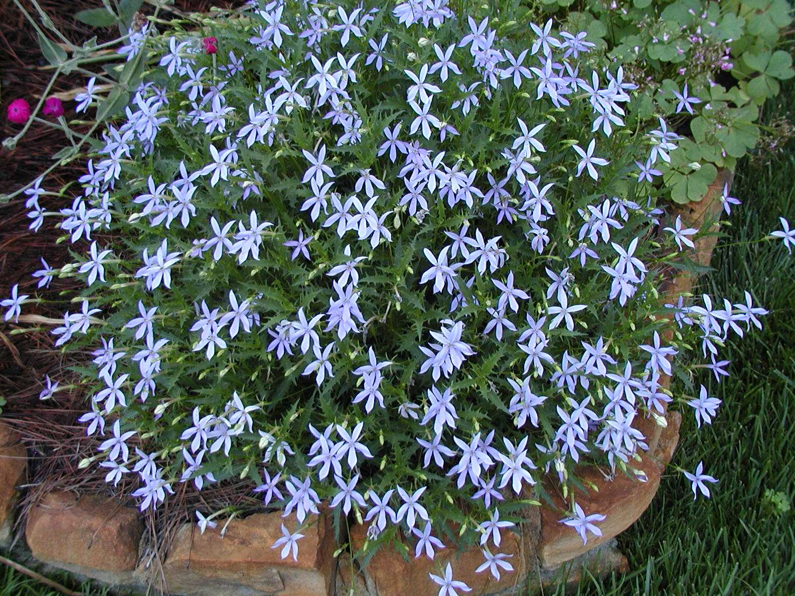 Un exemple d'utilisation de plantes lumineuses dans l'aménagement paysager d'une maison