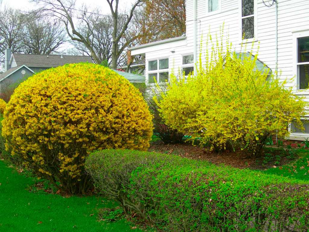 possibilité d'utiliser des plantes inhabituelles dans l'aménagement paysager de la maison