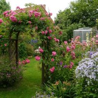 idée d'utiliser des plantes inhabituelles dans l'aménagement paysager à la maison photo