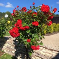 exemple d'utilisation de roses inhabituelles dans la conception de la photo de la cour