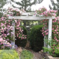 l'idée d'utiliser des roses lumineuses dans l'image de conception de paysage