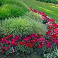 la possibilité d'utiliser des roses lumineuses dans la conception de l'image de la cour