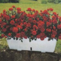 variante de l'utilisation de roses inhabituelles dans la photo de conception de paysage