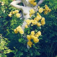 possibilité d'utiliser des roses lumineuses dans une image de conception de paysage