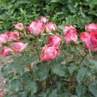 idée d'utiliser des roses inhabituelles dans l'image de conception de paysage