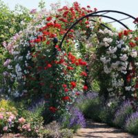 idée d'utiliser des roses claires dans l'image de conception de paysage