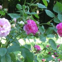 variante d'application de roses lumineuses dans le dessin de la photo de la cour