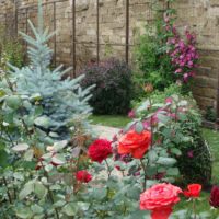l'idée d'utiliser des roses inhabituelles dans la conception de la photo de la cour