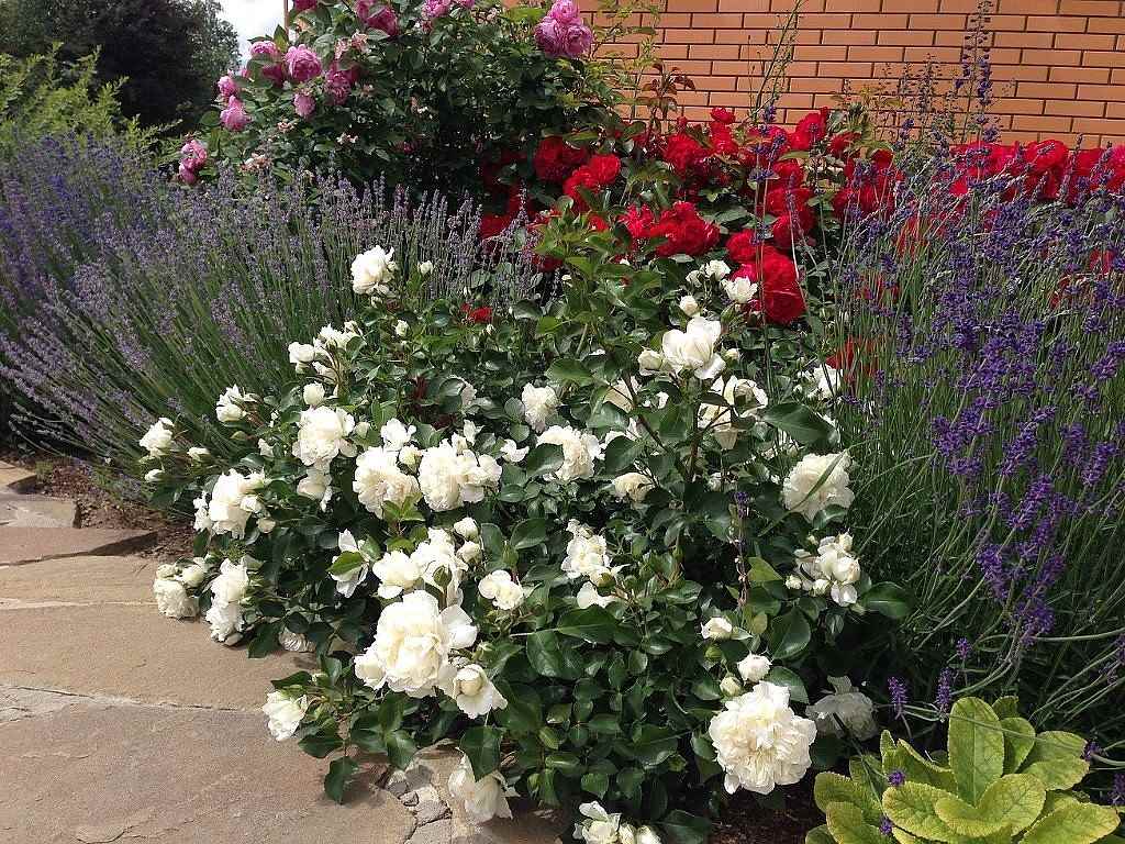 exemple d'utilisation de roses claires dans la conception de la cour