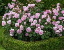 the idea of using beautiful roses in landscape design photo