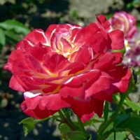 l'idée d'appliquer de belles roses dans l'image de conception de paysage