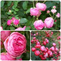 variante de l'utilisation de roses inhabituelles dans la conception de l'image de la cour