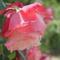 exemple d'utilisation de roses claires dans la photo d'aménagement paysager