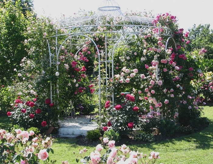 gazebo ouvert en métal avec des roses en fleurs
