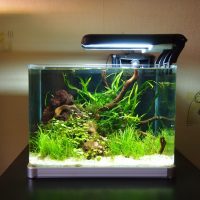 Lamp with an energy-saving lamp above the surface of the water