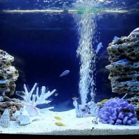 Air bubbles from the aquarium filter