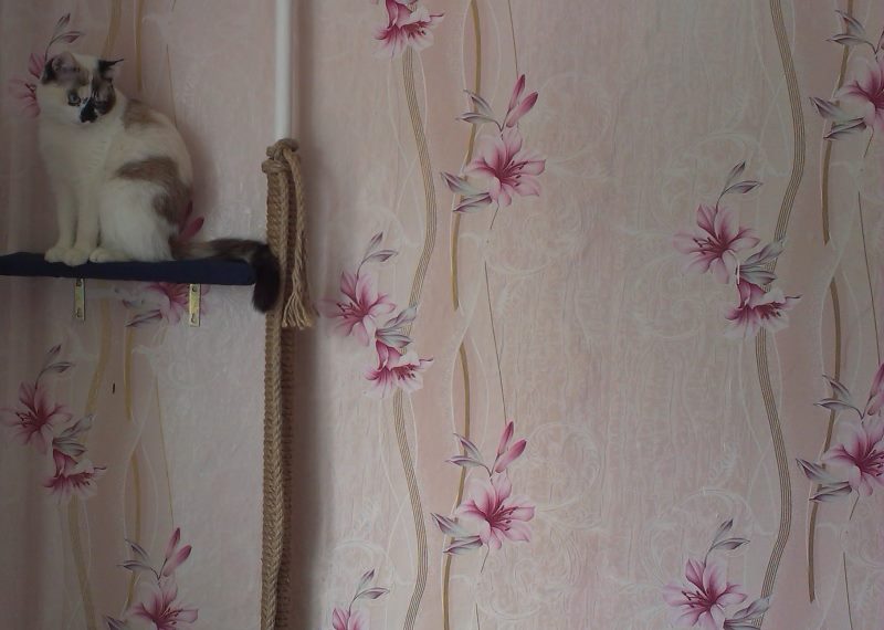 Grattoir avec une étagère pour chat domestique sur un tuyau de chauffage